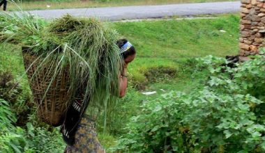 एक भारी घाँसकै लागि आधा दिन