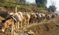 फेरियो घोडाको प्रयोग