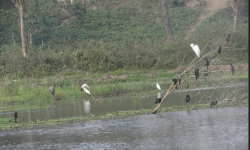 दुई दशकपछि कोसीटप्पु क्षेत्रमा ठूलो सिलसिले हाँस