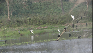 दुई दशकपछि कोसीटप्पु क्षेत्रमा ठूलो सिलसिले हाँस