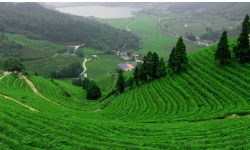 चिया किसानलाई प्राविधिक तालिम