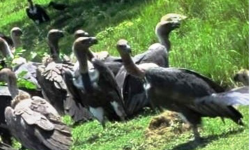 संकटमा प्रकृतिका कुचीकार–गिद्ध : पर्यावरणका लागि खतरा