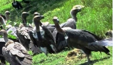 संकटमा प्रकृतिका कुचीकार–गिद्ध : पर्यावरणका लागि खतरा