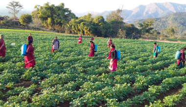 आलुको बजारीकरण जिम्मेवारी लिँदै ‘रामपुर नगरपालिका’
