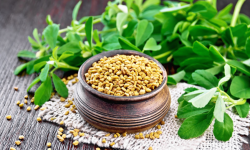 बहुगुणी मेथी