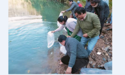 आँधीखोलामा छाडियो माछाका भुरा