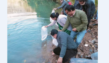 आँधीखोलामा छाडियो माछाका भुरा