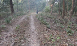 त्रिवेणी-दुम्किबास सडक निर्माणमा निकुञ्ज बाधक