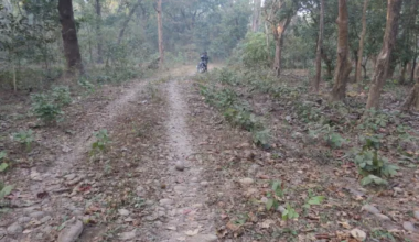 त्रिवेणी-दुम्किबास सडक निर्माणमा निकुञ्ज बाधक