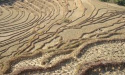 मिटरब्याजीले लिएको सात कठ्ठा बढी जग्गा फिर्ता