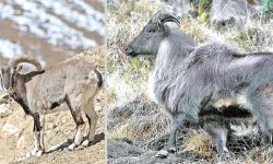 ढोरपाटन सिकार आरक्षमा नाउर र झारल सिकार