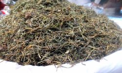 हिउँदमा जिम्मुको व्यापार, बर्खालाई घरखर्चको जोहो