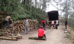 धनकुटाबाट ५० करोड बढीको काठ निर्यात