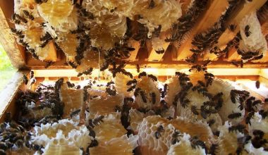 नवलपुरका किसान मौरीपालनतर्फ आकर्षित