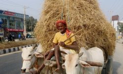 बिक्रीका लागि पराल गोरुगाडामा ल्याउँदै !