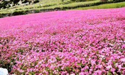 फापरखेती गर्न किसानको मोह छैन