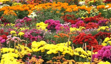 लयमा फर्कियो पुष्प व्यवसाय