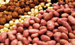 मुस्ताङमा फस्टाउँदै आलुखेती