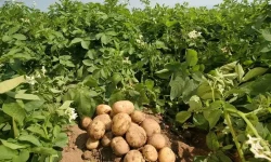 हात्ती र पशुको त्रासले आलुखेती