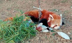 रसुवाको धार्मिक मार्गमा रेडपाण्डा