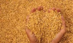 किसानसँग धान खरिद गर्दै सरकार