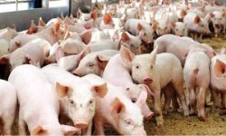 अज्ञात रोगले बङ्गुर मर्न थालेपछि किसान चिन्तित