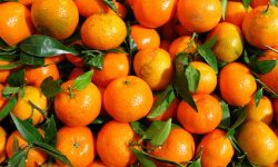 त्रिवेणीका किसान सुन्तला र अलैँचीखेतीमा आकर्षित