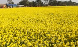 दाङमा तोरीको उत्पादन बढ्दै