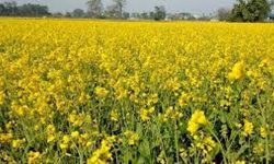 एउटै पालिकामा २५ सय बिघामा तोरी खेती