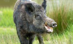 बँदेल सिकारमा गएनन् नेपाली