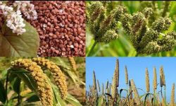 रैथाने बाली प्रवर्द्धन–संरक्षणलाई प्राथमिकता