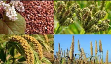 रैथाने बाली प्रवर्द्धन–संरक्षणलाई प्राथमिकता