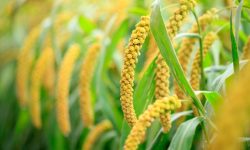 जुम्लामा रैथाने कागुनोको माग बढ्दो