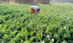 व्यावसायिक तरकारी खेती गर्ने किसानलाई बजारको चिन्ता