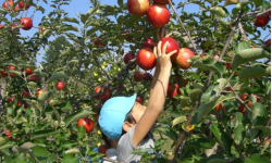 फलफूल खेतीमा रमाउँदै डोटीका युवा