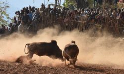 एक दिने संक्रान्ति, दुई दिने गोरु जुधाई