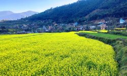 कुँडुले गाउँमा पहेंलपुर तोरीबाली !