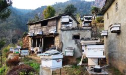 व्यावसायिक मौरीपालन !