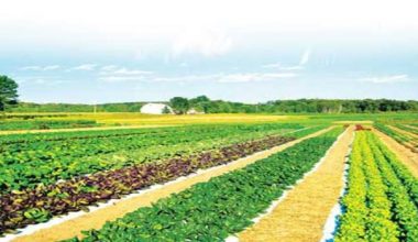 कृषि प्रवर्द्धन गर्न १३ करोड लगानी