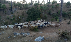 बाख्रापालनबाट मनग्गे आम्दानी
