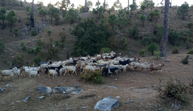 बाख्रापालनबाट मनग्गे आम्दानी