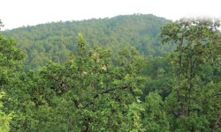 सामुदायिक वनलाई जडीबुटीसँग जोड्दै