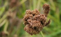 कोदो र फापरको न्यूनतम मूल्य तोकियो