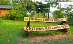 घाँसेमैदान थप्दै चितवन राष्ट्रिय निकुञ्ज