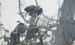 शुक्लाफाँटामा गिद्ध !