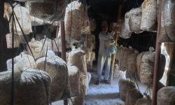 व्यावसायिक च्याउखेती !