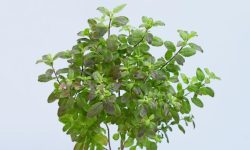 तुलसीको बोटको विशेष महत्त्व