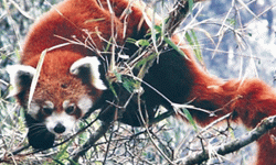 हाब्रेको संरक्षणमा स्थानीय सरकार