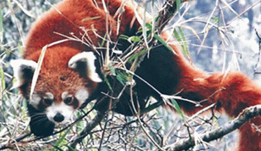 हाब्रेको संरक्षणमा स्थानीय सरकार