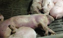 ‘अफ्रिकन स्वाइन फिभर’को सङ्क्रमणले बङ्गुर मर्न थाले